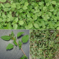 Amaranthus deflexus Blätter