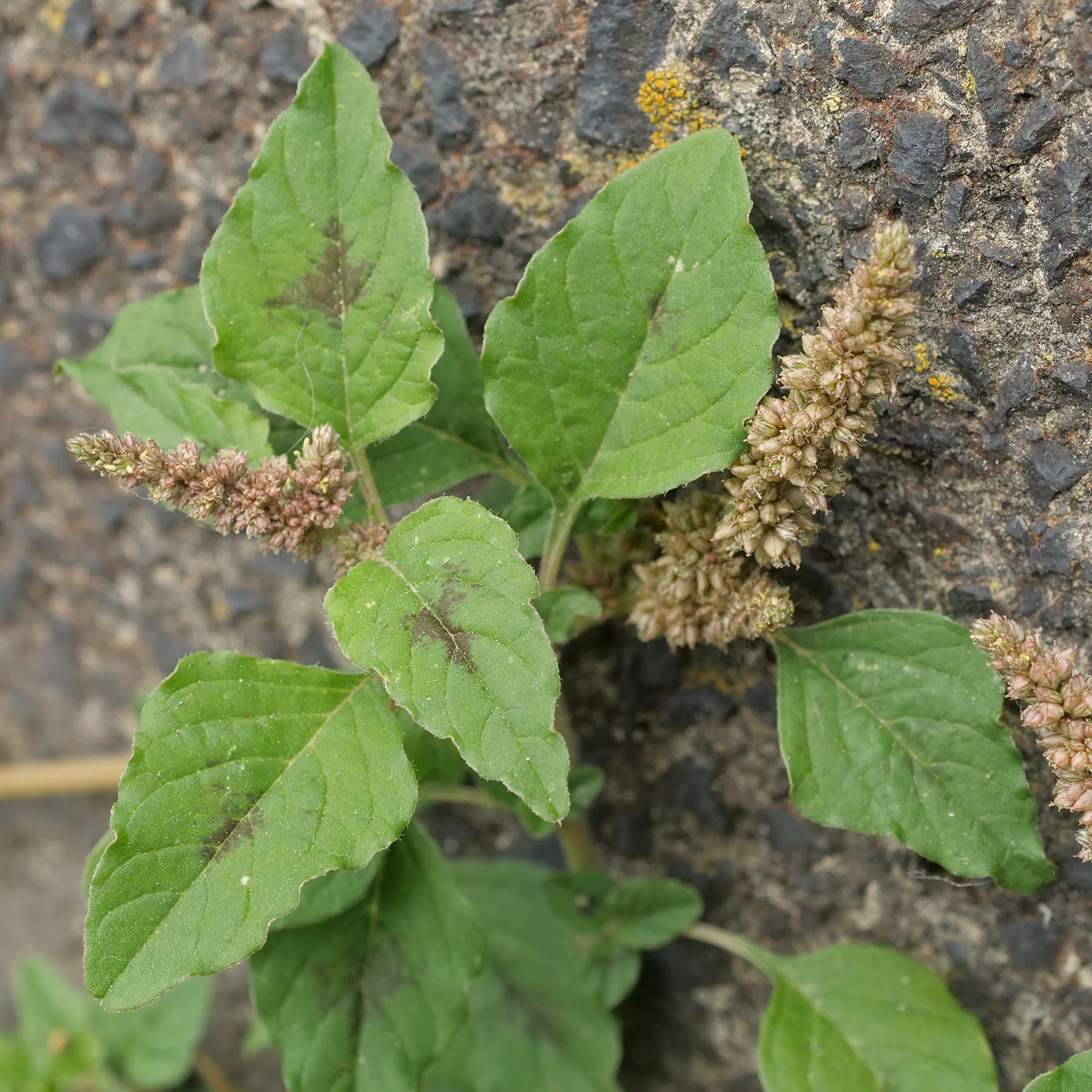 Amaranthus deflexus Blätter gefleckt
