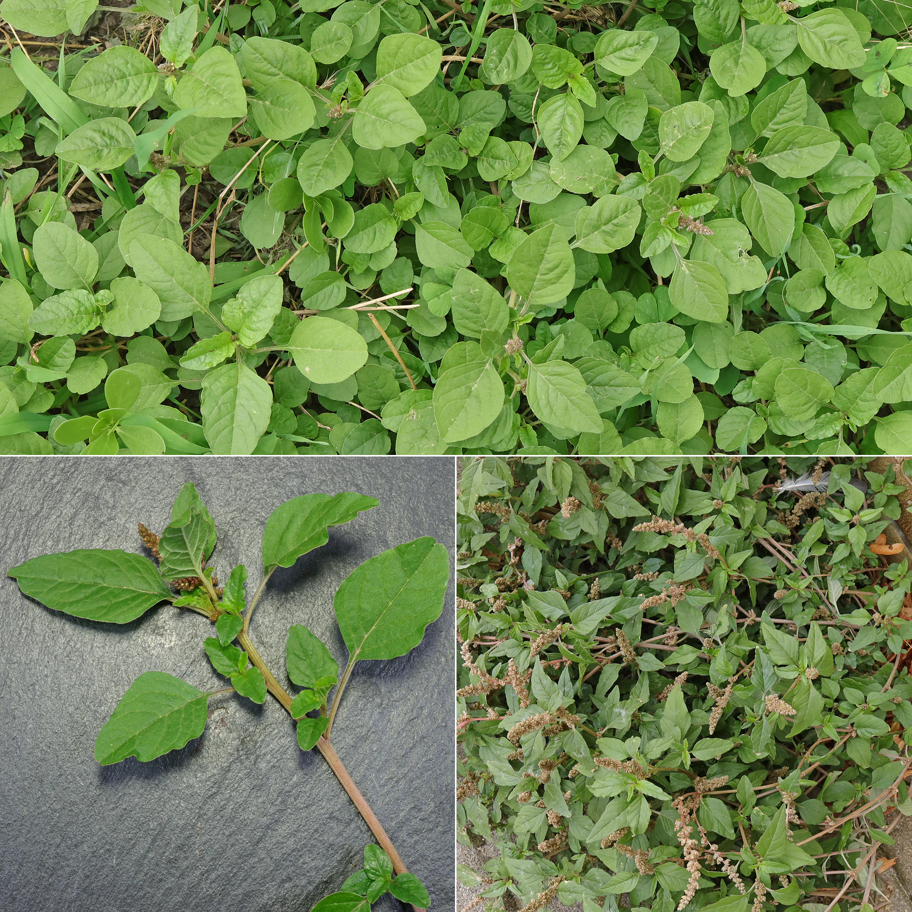 Amaranthus deflexus Blätter