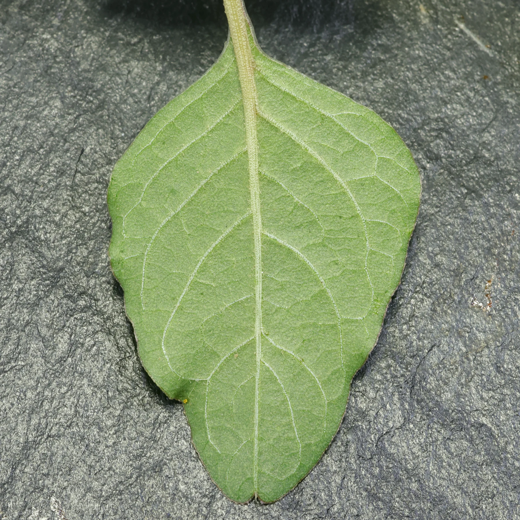 Amaranthus deflexus Blatt Unterseite rhombisch