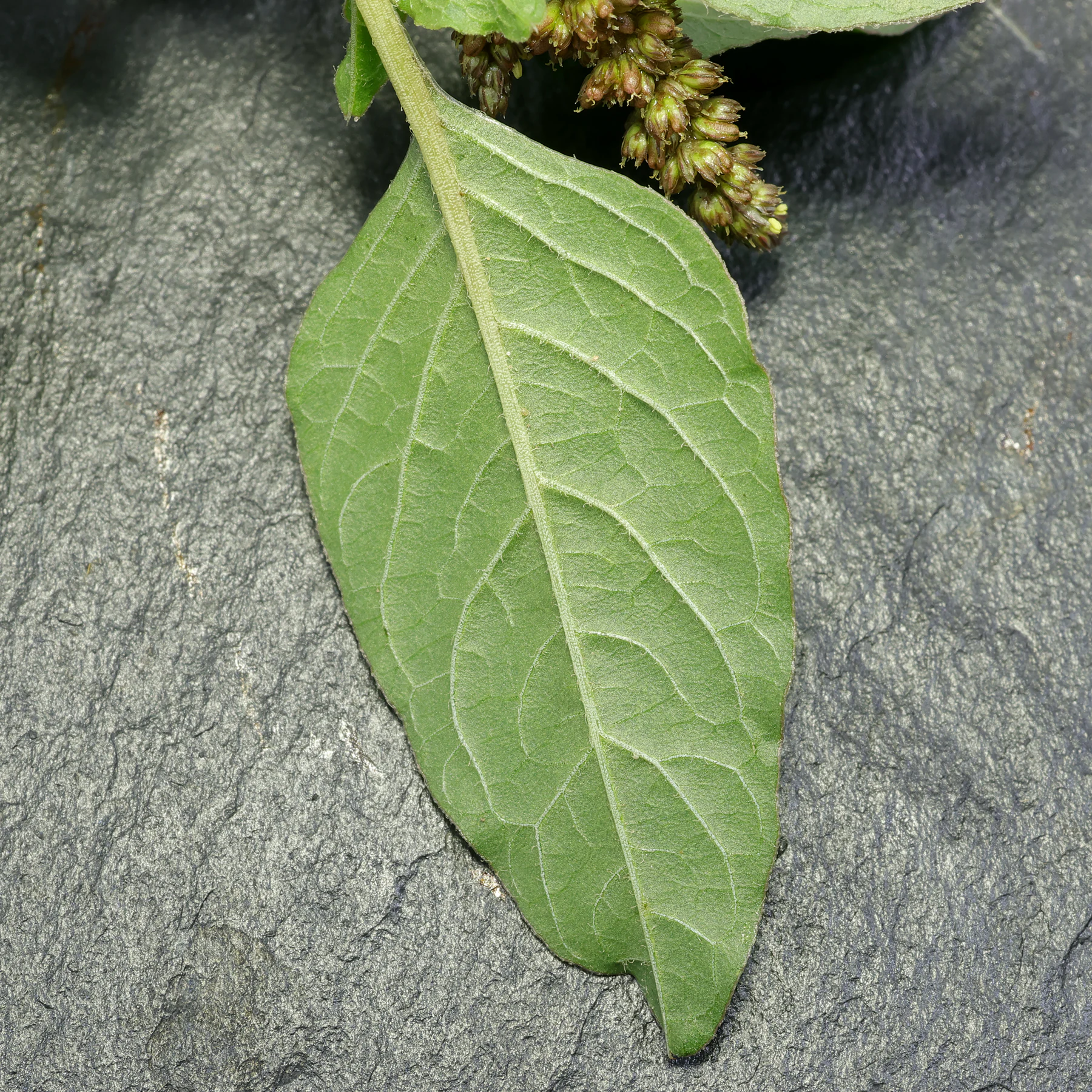 Amaranthus deflexus Blatt Unterseite