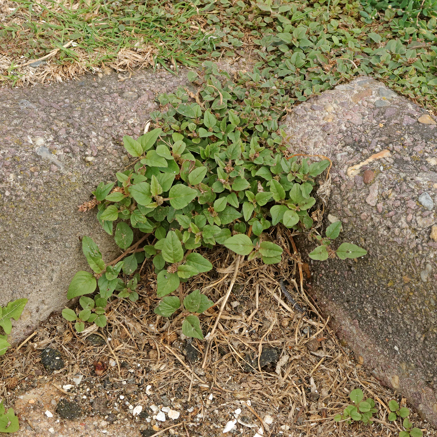 Amaranthus deflexus am Straßenrand