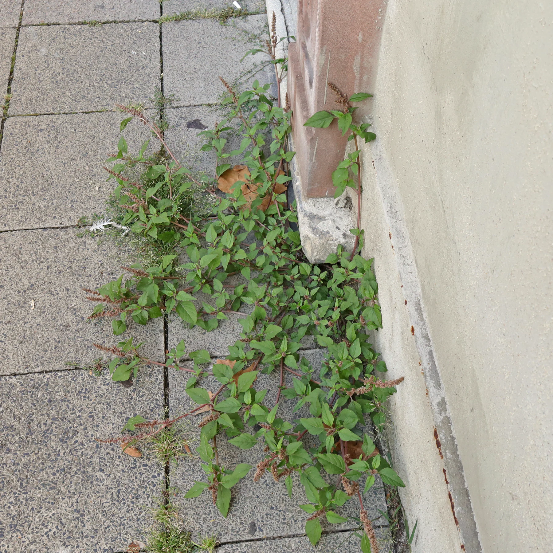 Amaranthus deflexus an Hauswand