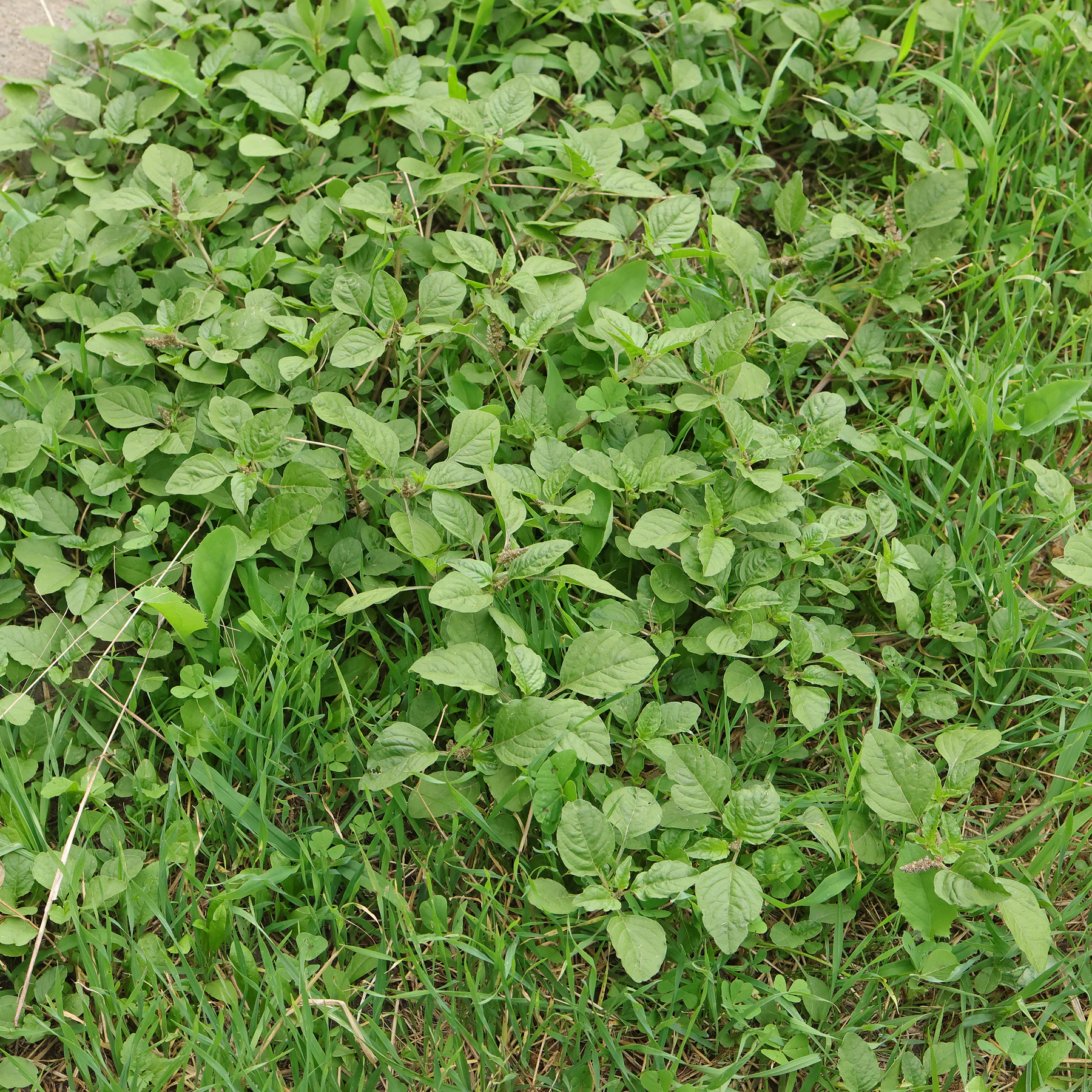 Amaranthus deflexus in Wiese