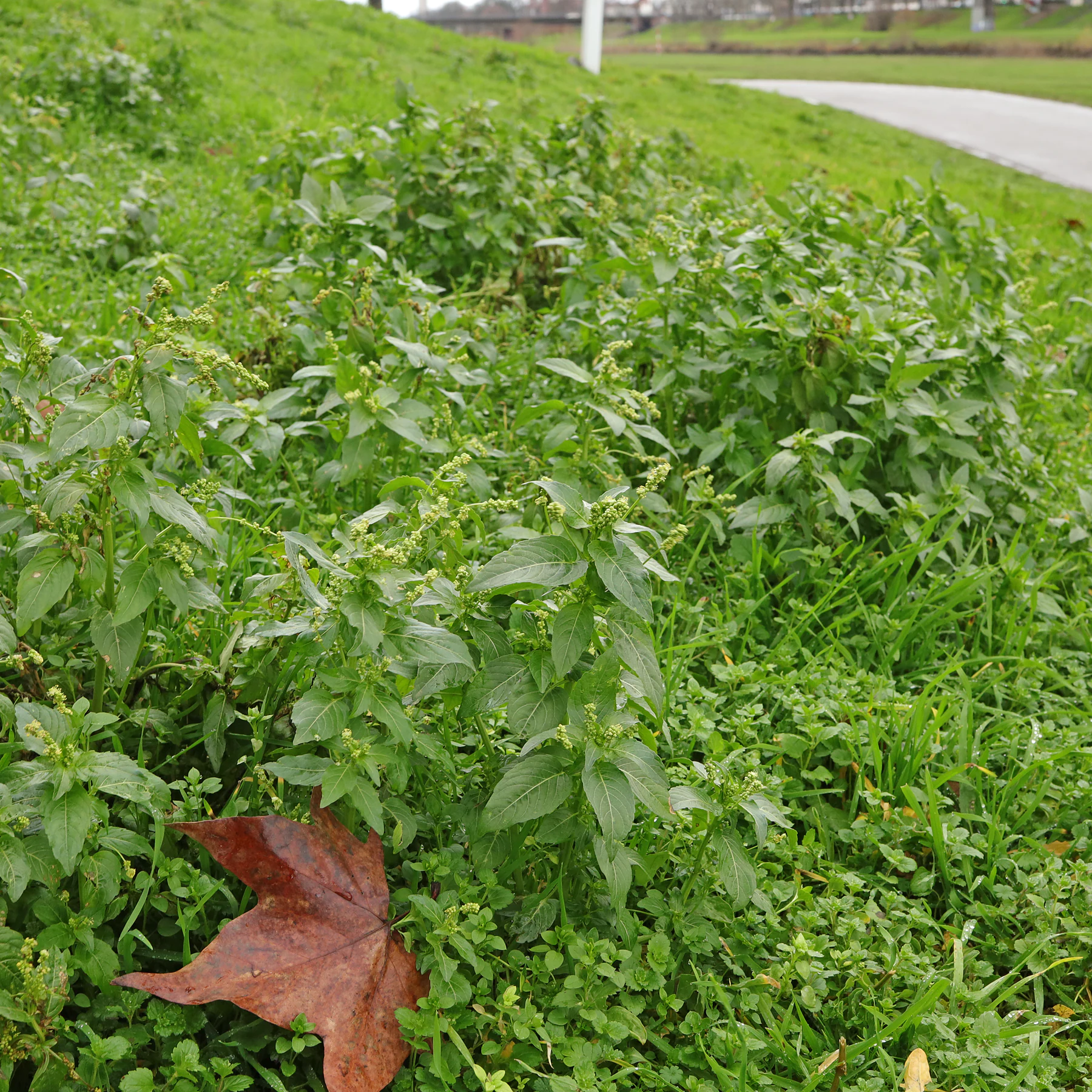 Bingelkraut in Wiese