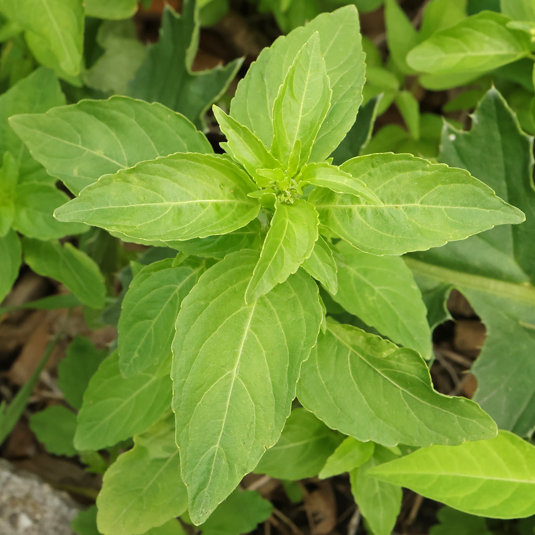 Blätter Mercurialis annua