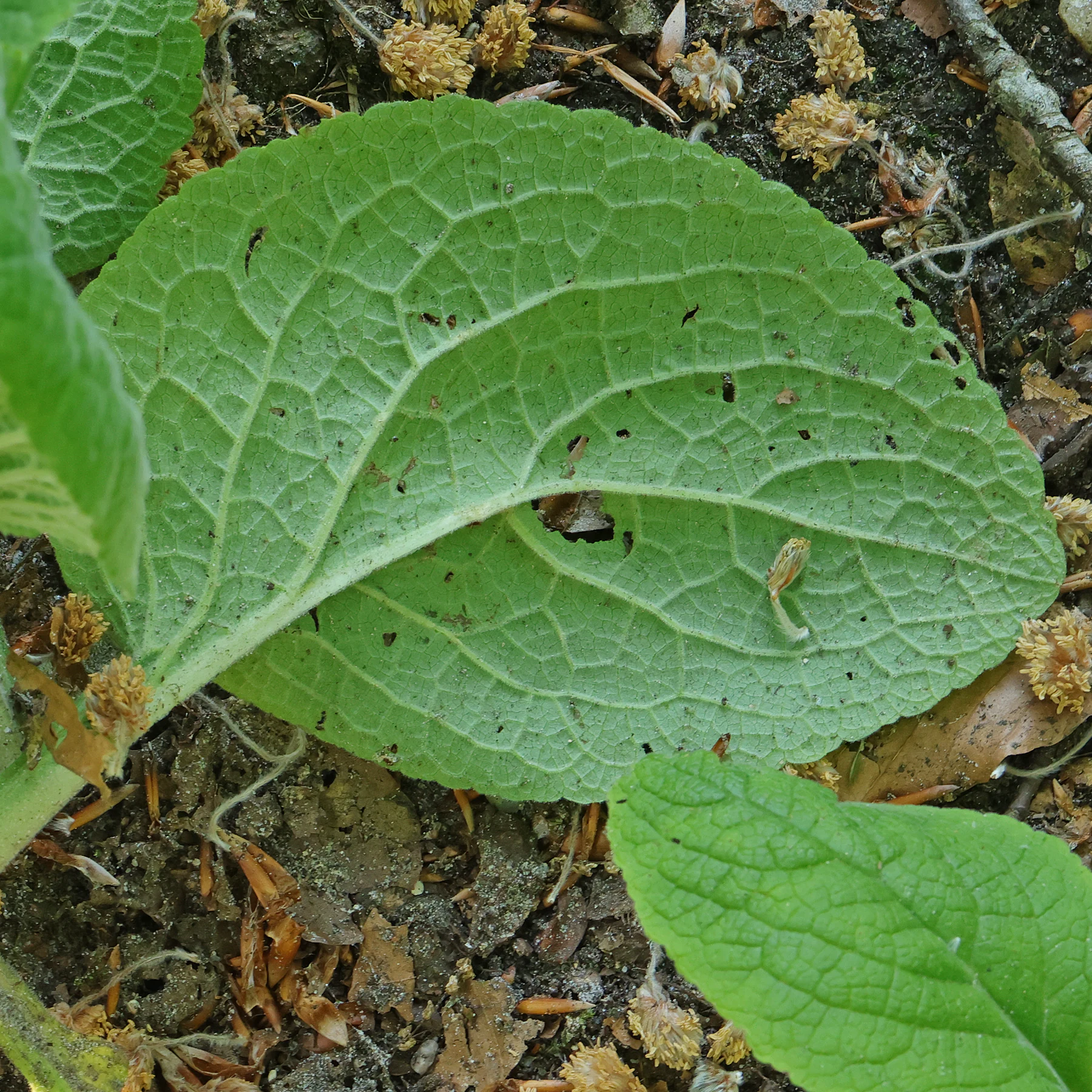 Digitalis purpurea Blatt Unterseite