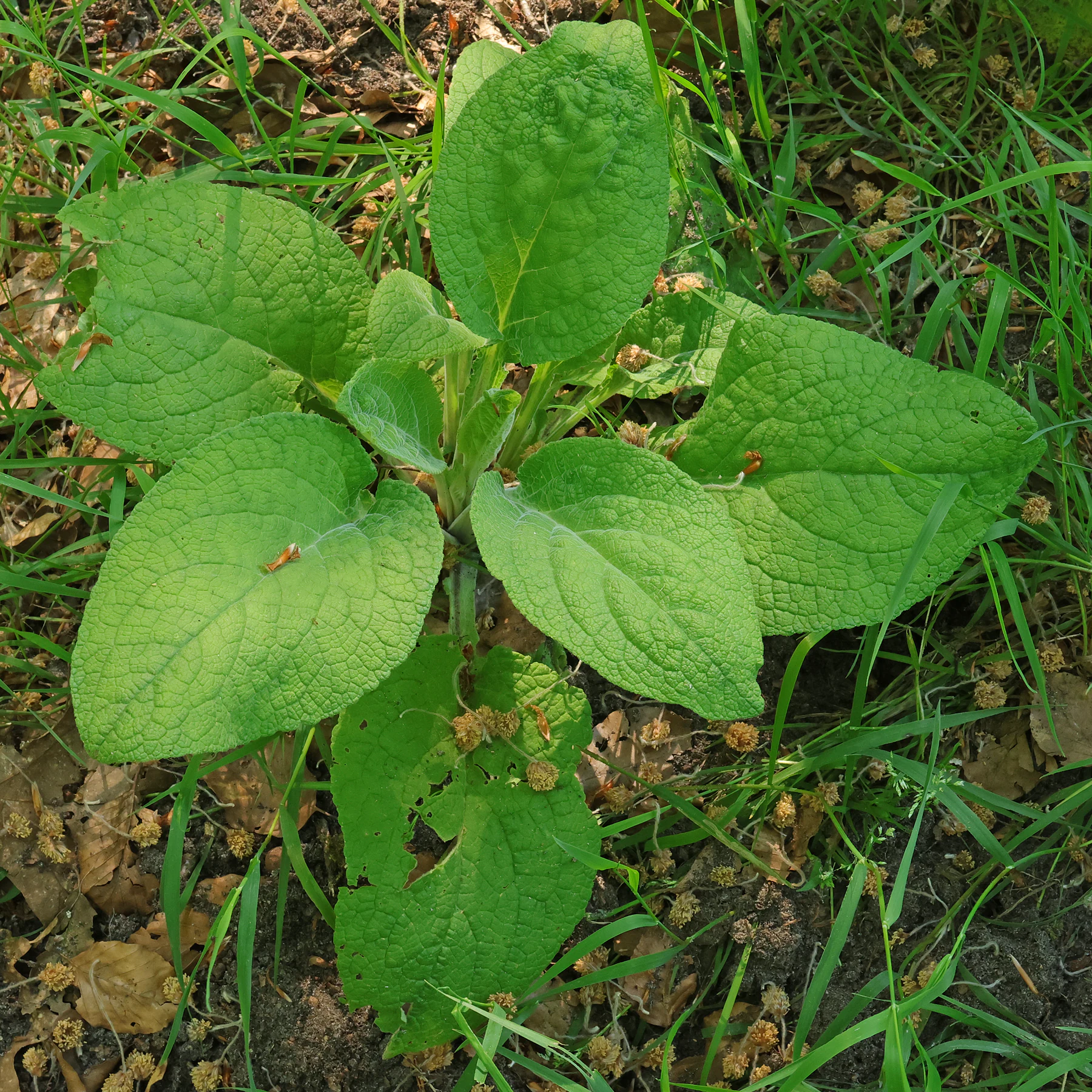 Digitalis purpurea Grundblätter