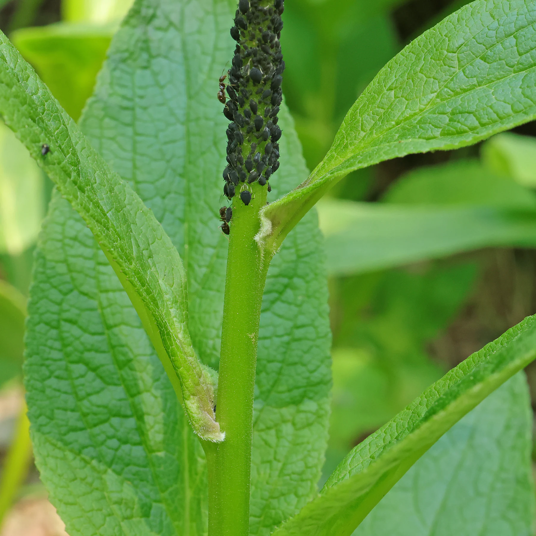Digitalis purpurea Stängel Blattläuse