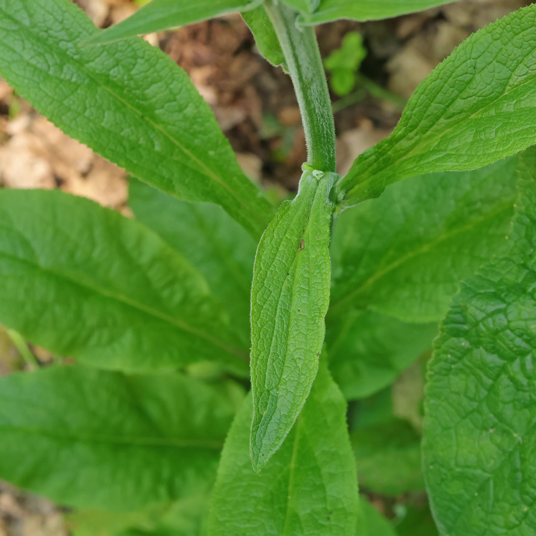 Digitalis purpurea obere Blätter