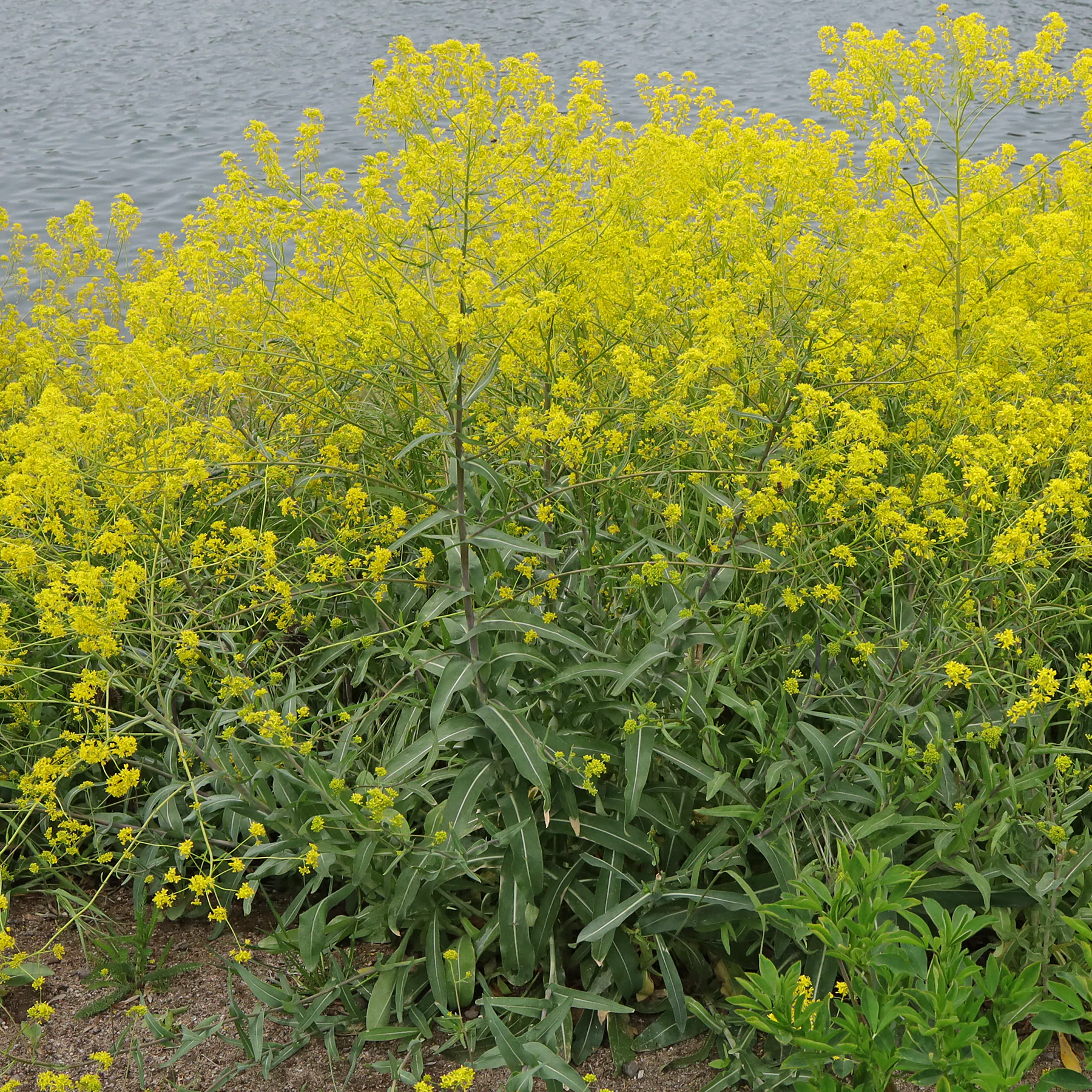 Färberwaid Isatis tinctoria