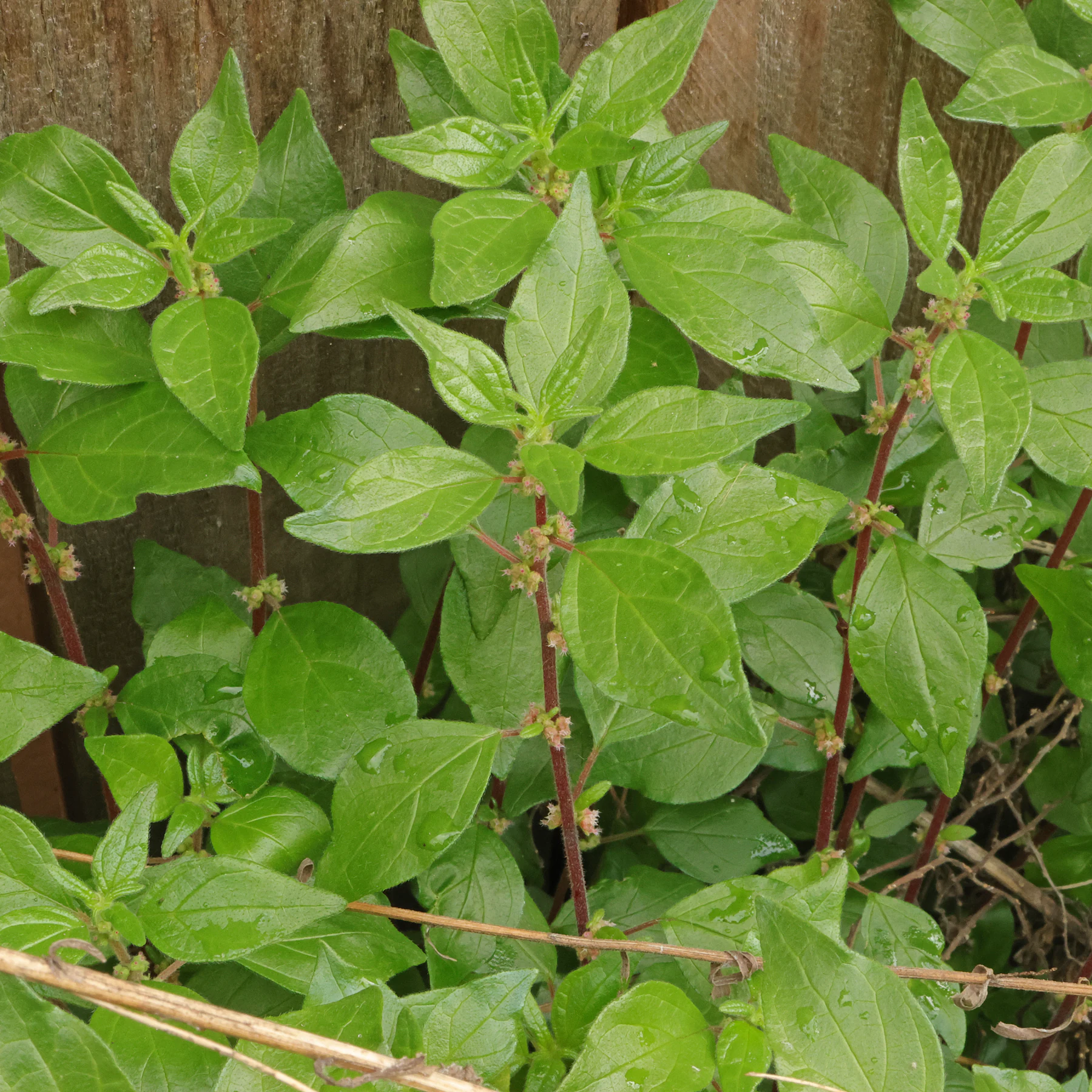 Glaskraut Parietaria judaica