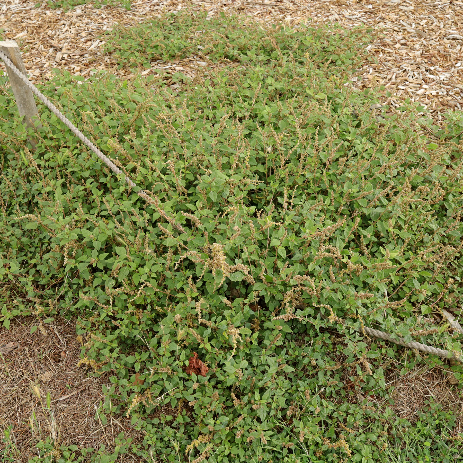 Herabgebogener Amarant Niederliegender Fuchsschwanz