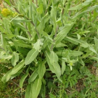 Isatis tinctoria Blätter