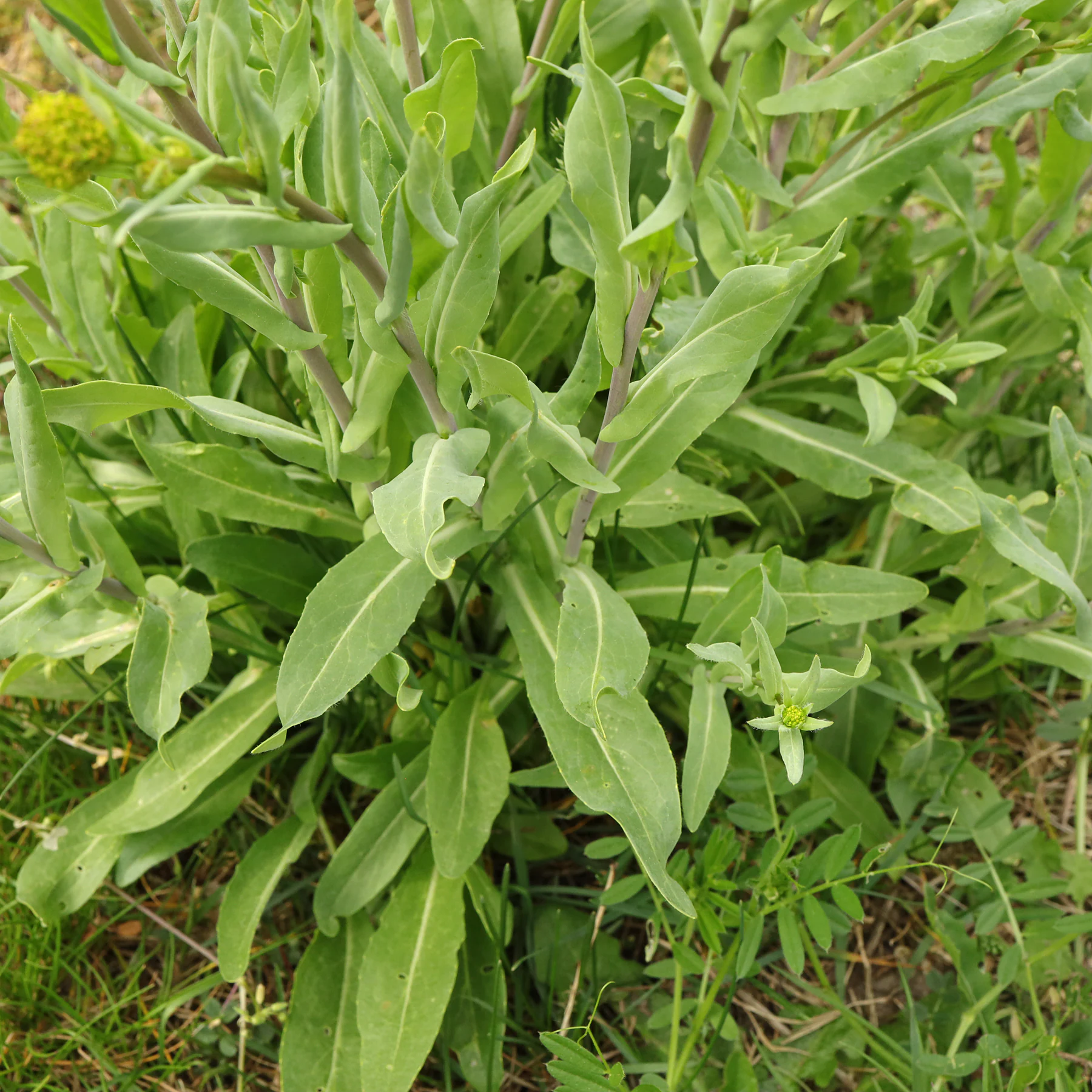 Isatis tinctoria Blätter