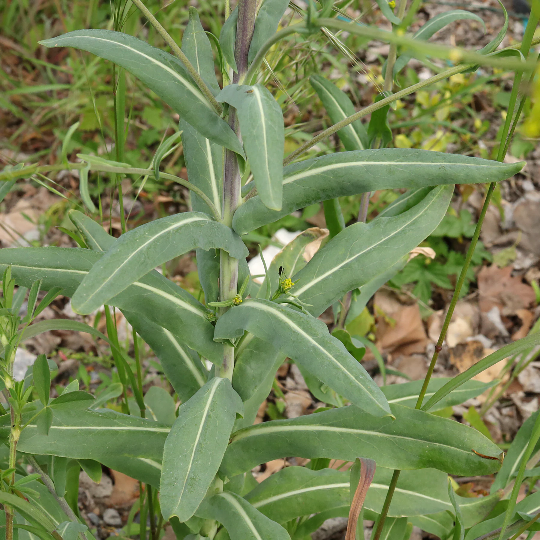 Isatis tinctoria Stängelblätter