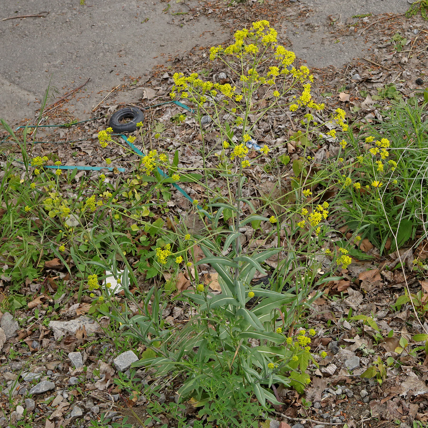 Isatis tinctoria am Wegrand