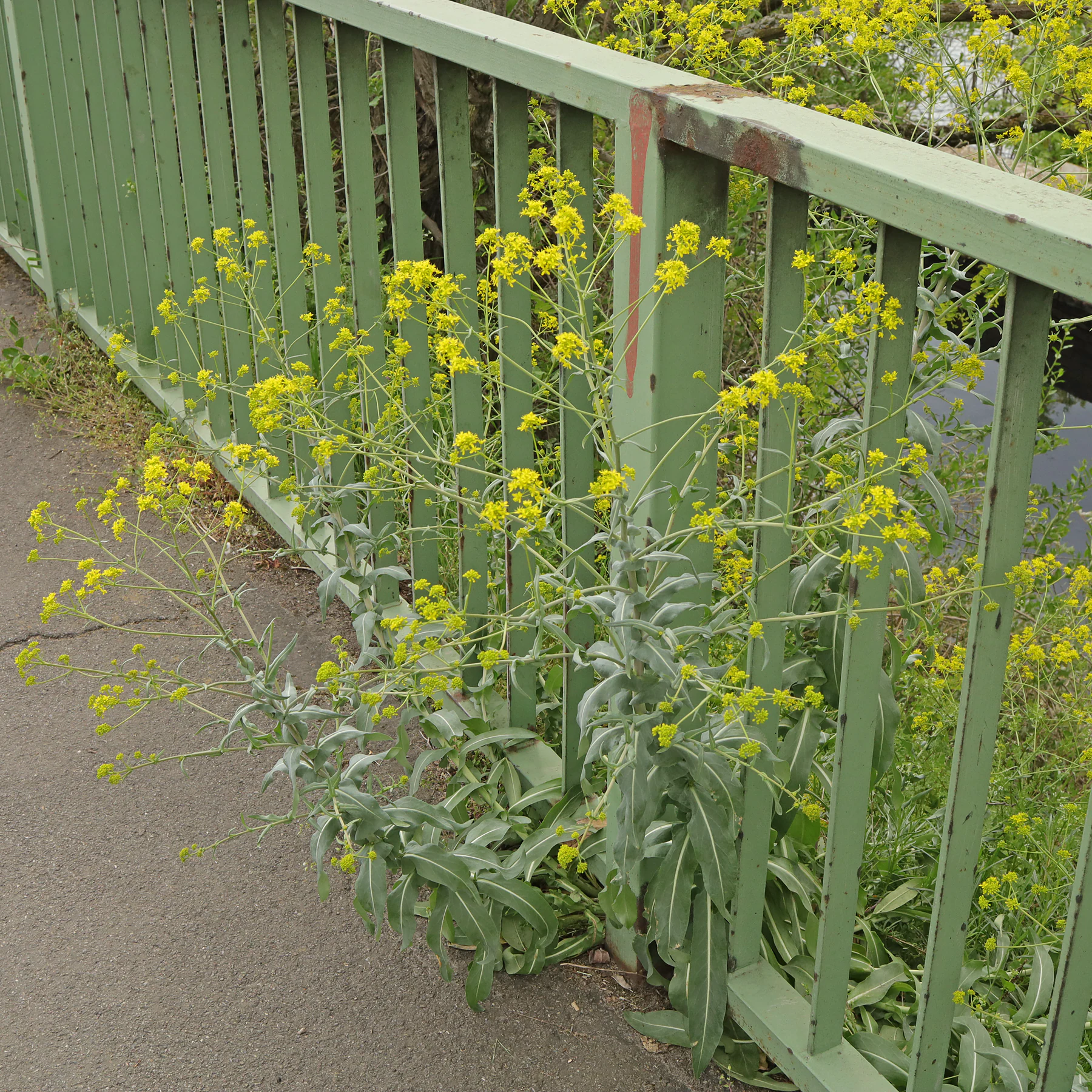 Isatis tinctoria an Brücke