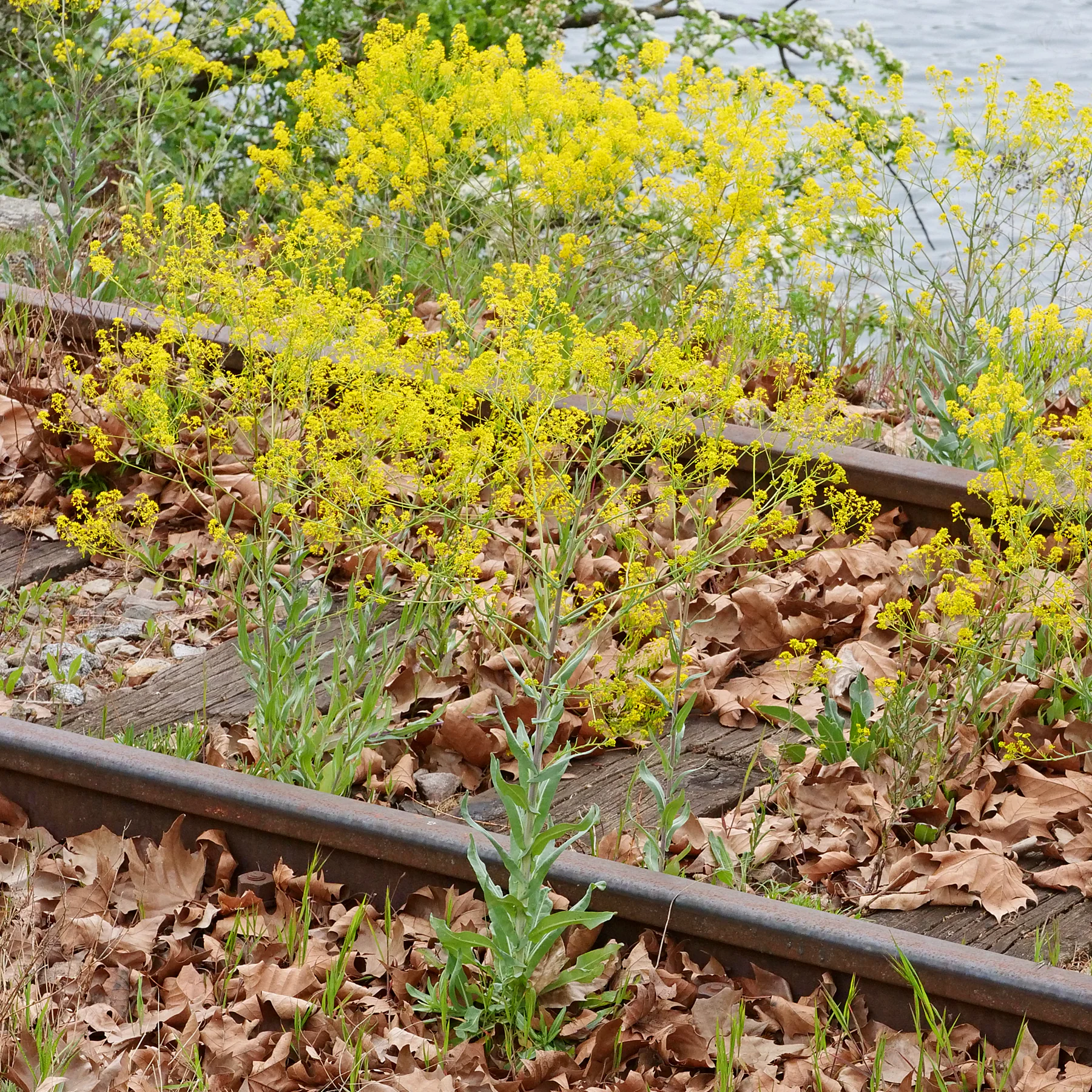 Isatis tinctoria auf Bahndamm