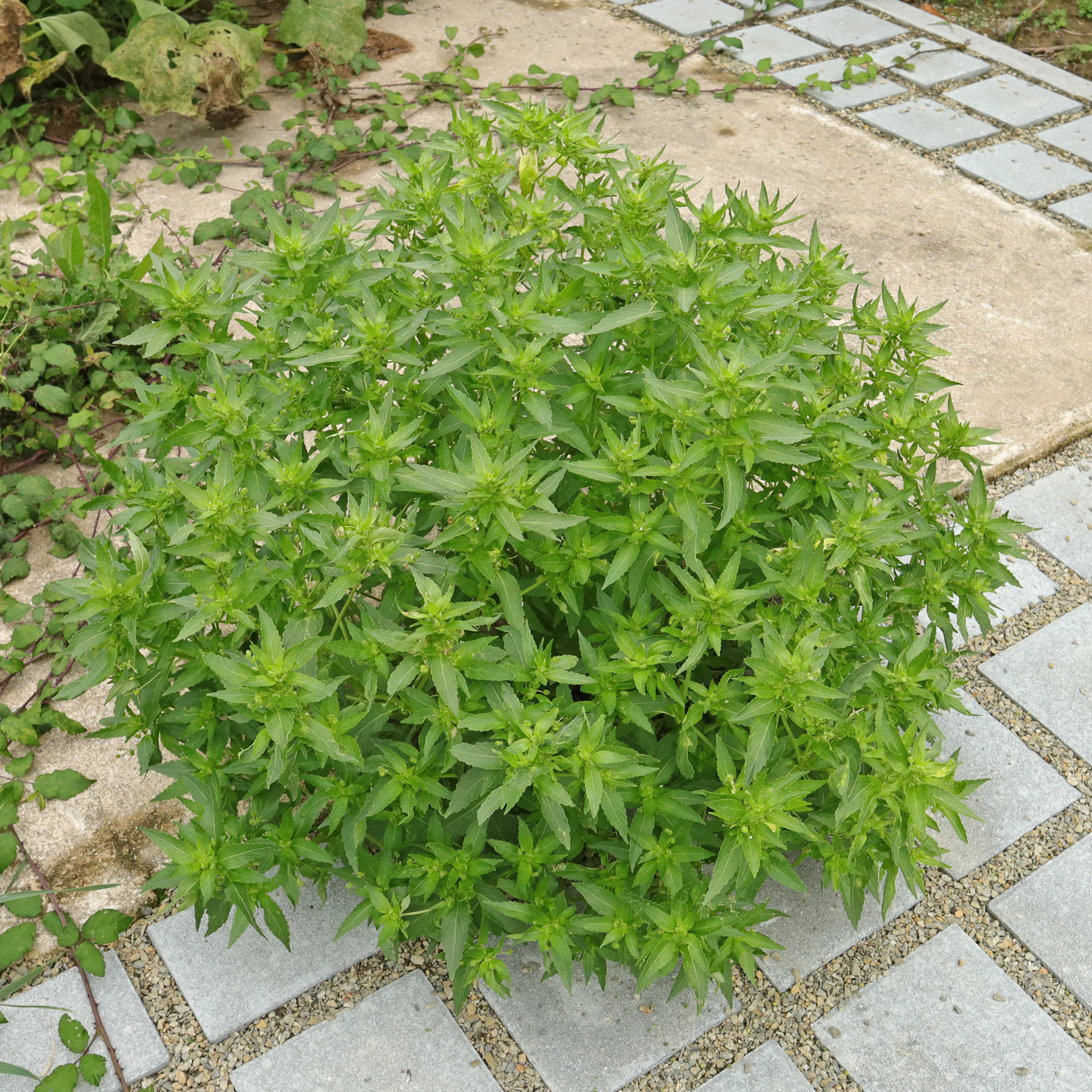 Mercurialis annua Bingelkraut