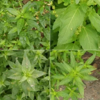Mercurialis annua Blätter