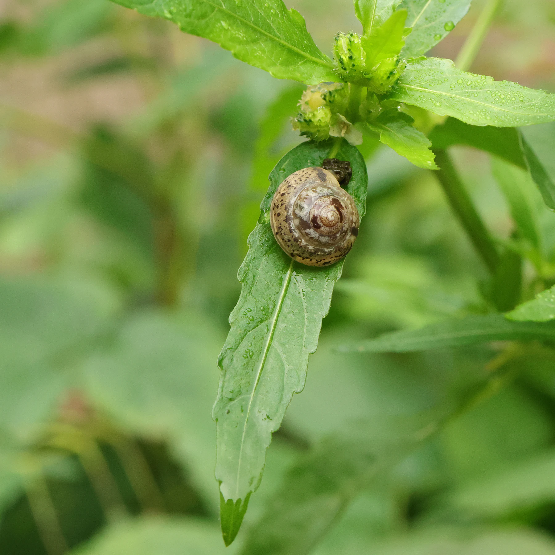 Mercurialis annua Blatt lanzettlich