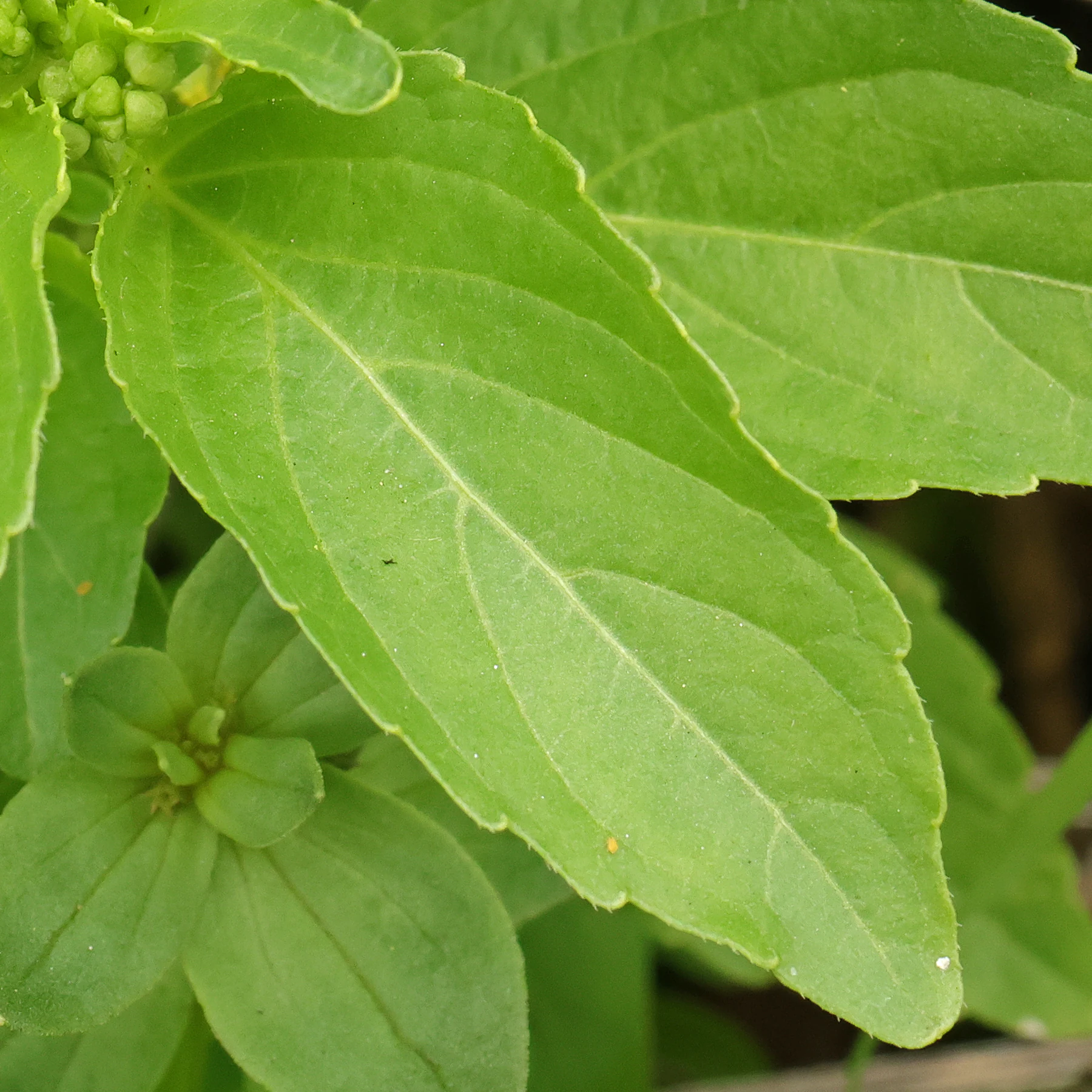 Mercurialis annua Blatt oval