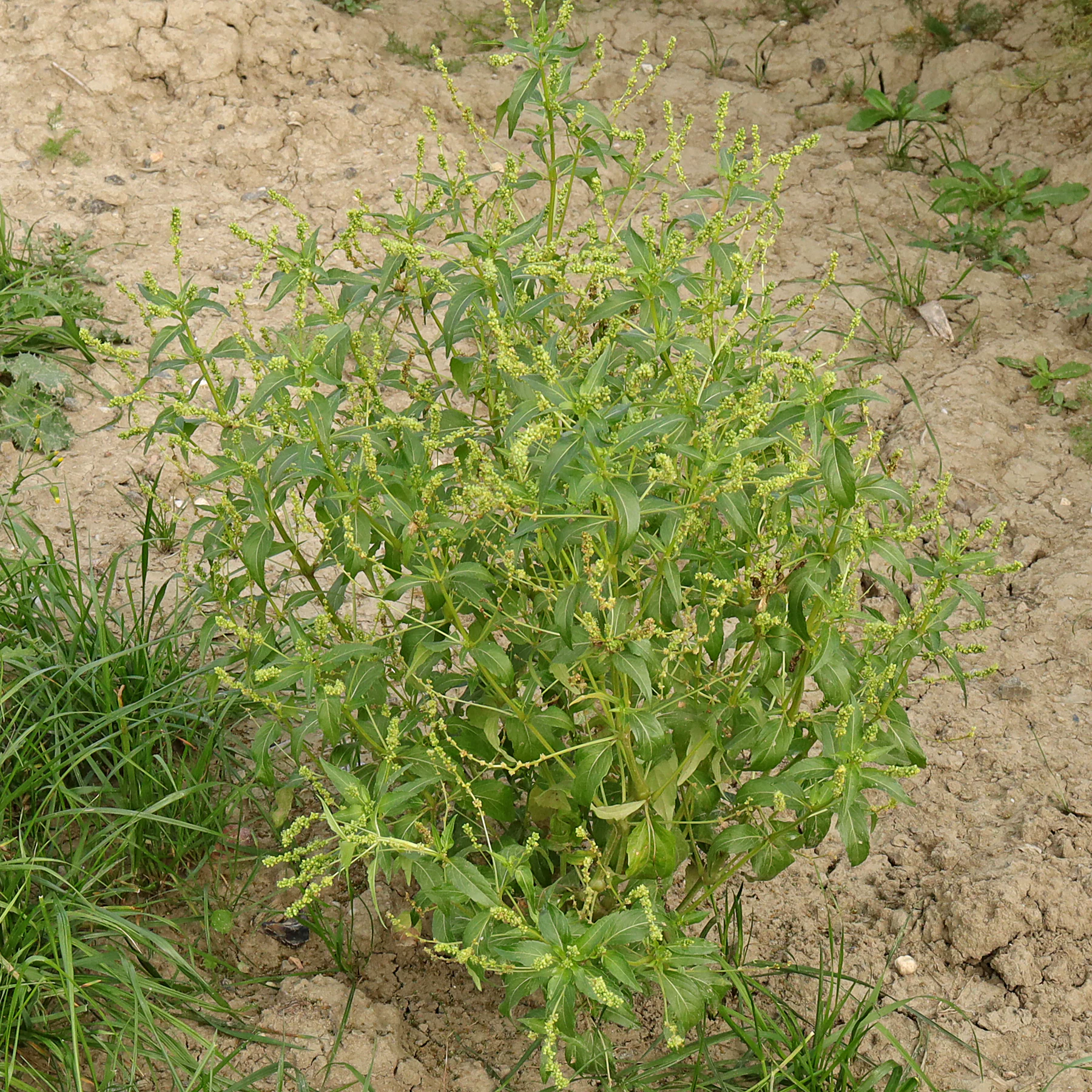 Mercurialis annua Habitus Sommer