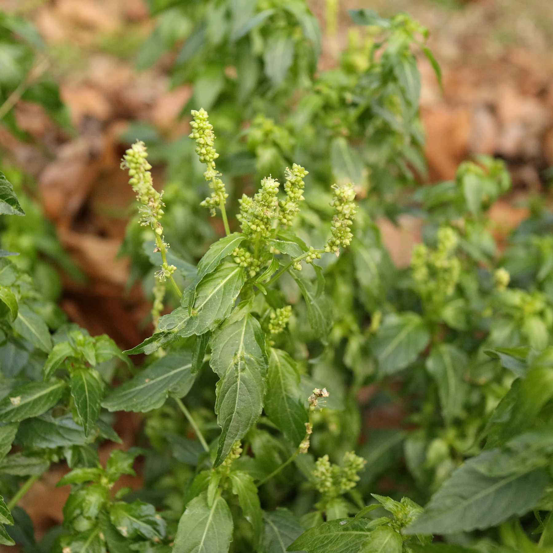 Mercurialis annua Habitus Winter