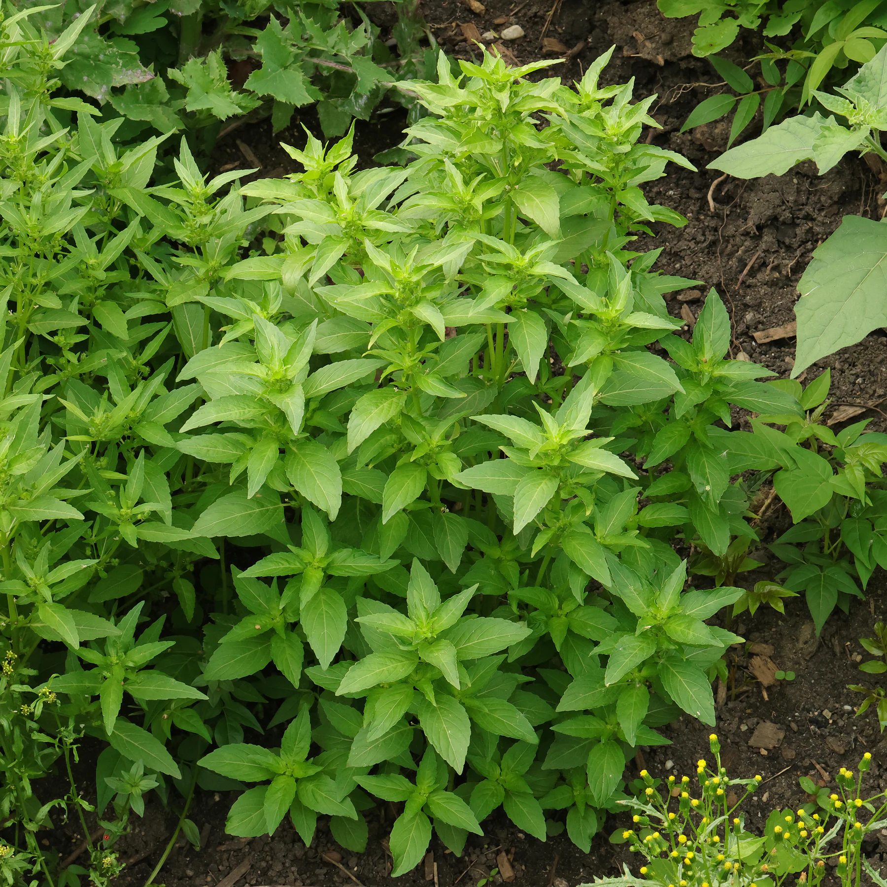Mercurialis annua Habitus