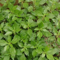 Parietaria judaica Blätter