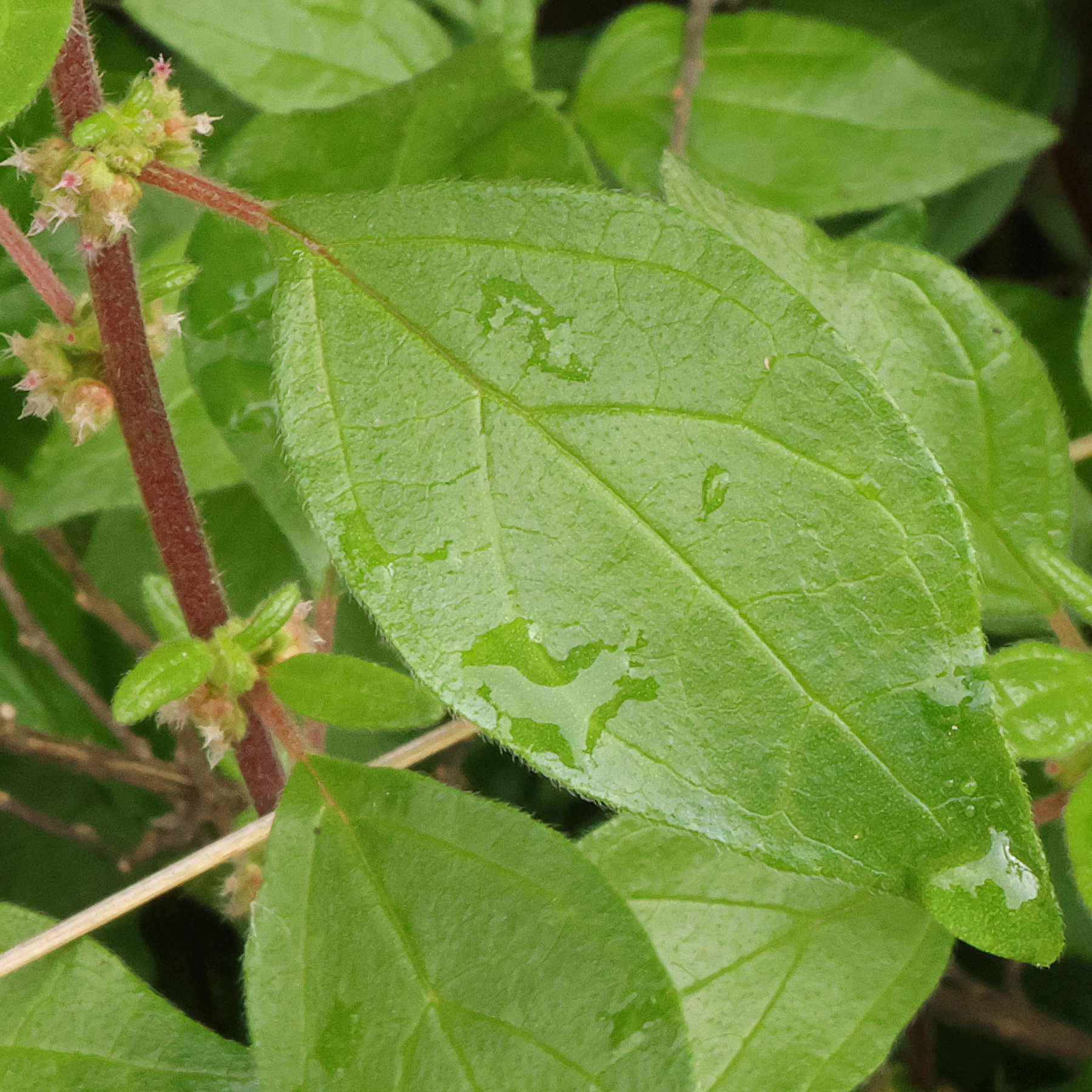Parietaria judaica Blatt