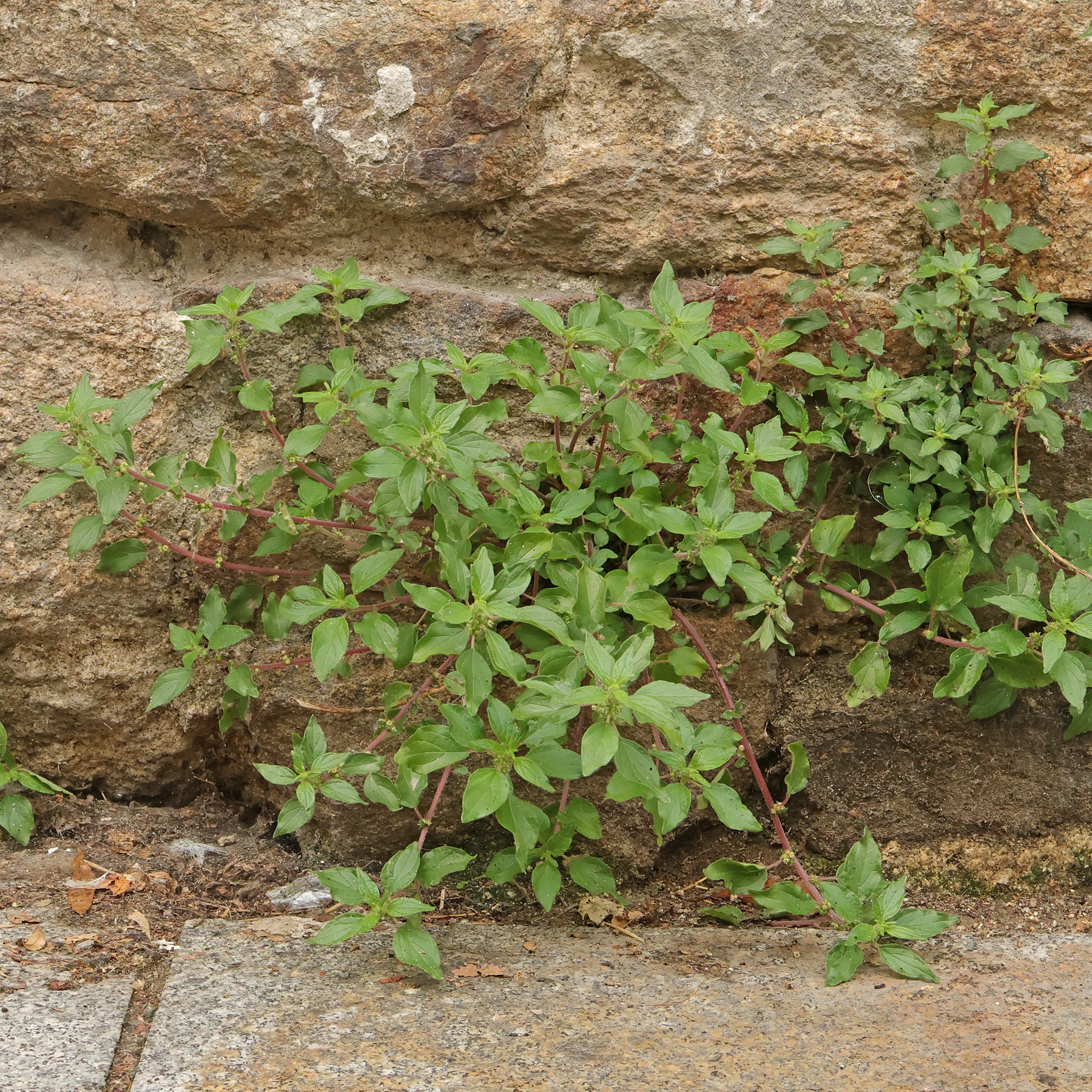 Parietaria judaica auf Mauer