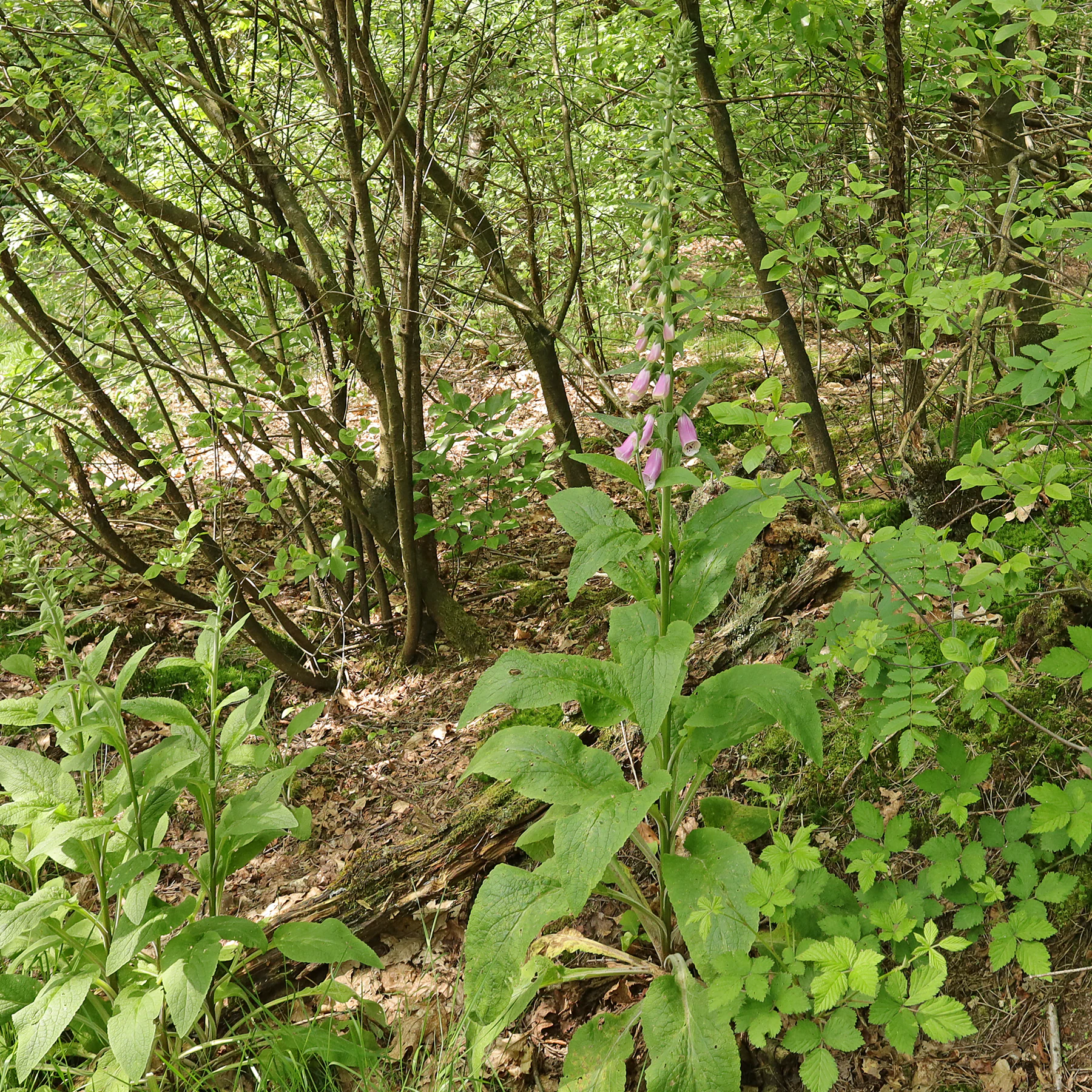 Roter Fingerhut im Wald