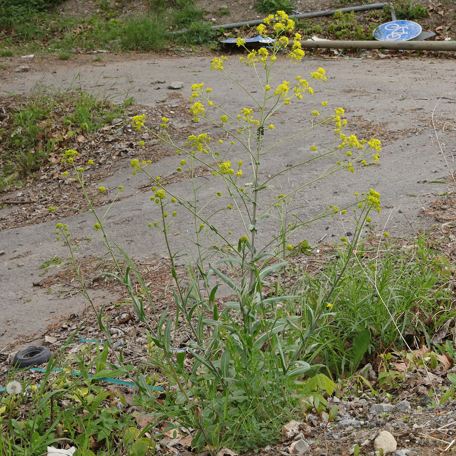 habitus Isatis tinctoria