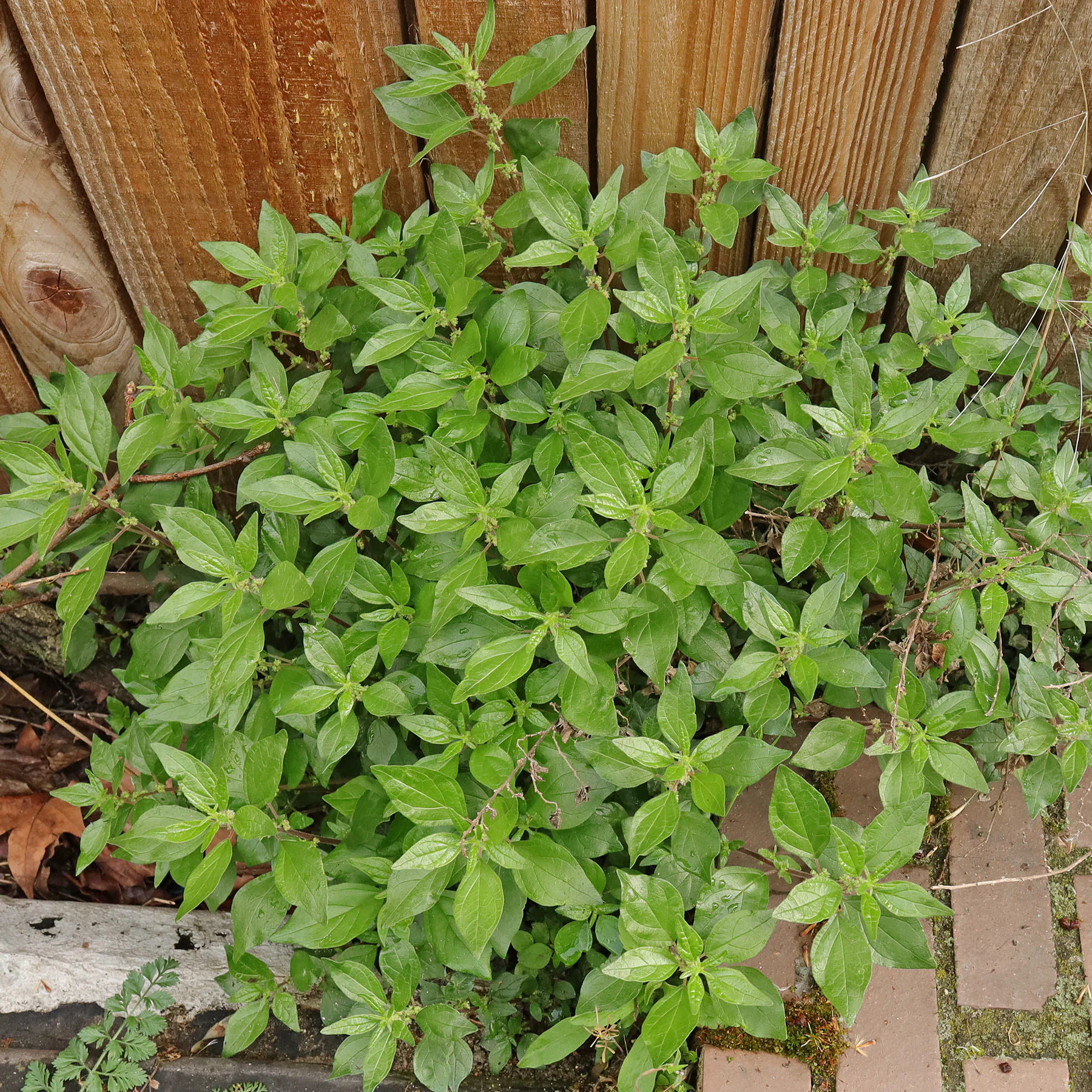 habitus Parietaria judaica