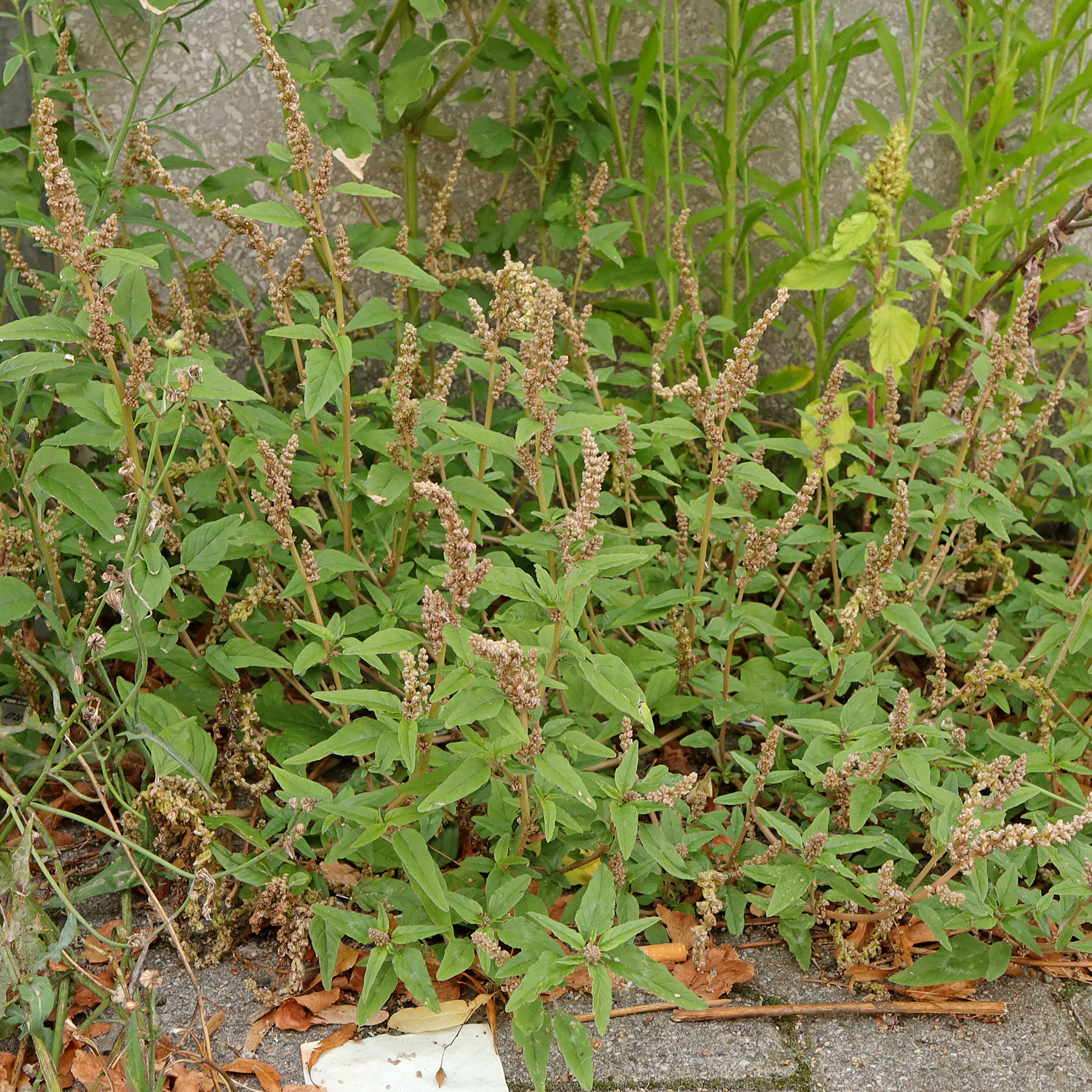 habitus aufsteigend Amaranthus deflexus