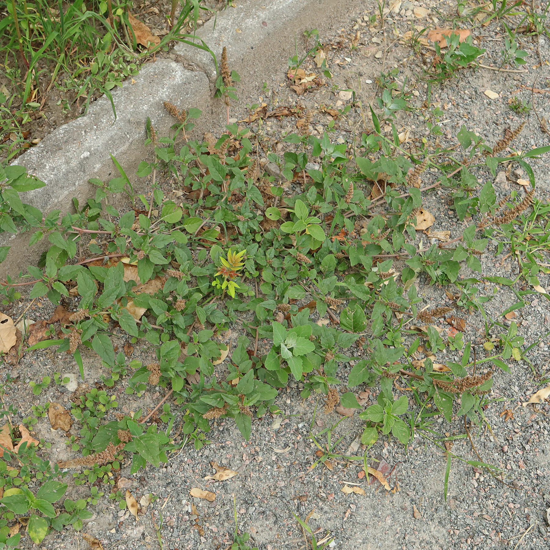 habitus flach Amaranthus deflexus