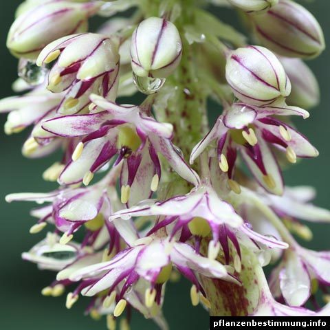 Blumenstrauß weiß - Die hochwertigsten Blumenstrauß weiß im Vergleich
