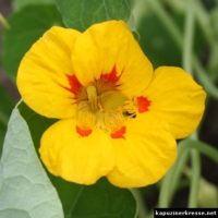 tropaeolum majus