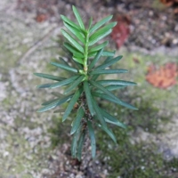 thuja occidentalis smaragd wachstum Lebensbaum