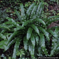 asplenium scolopendrium