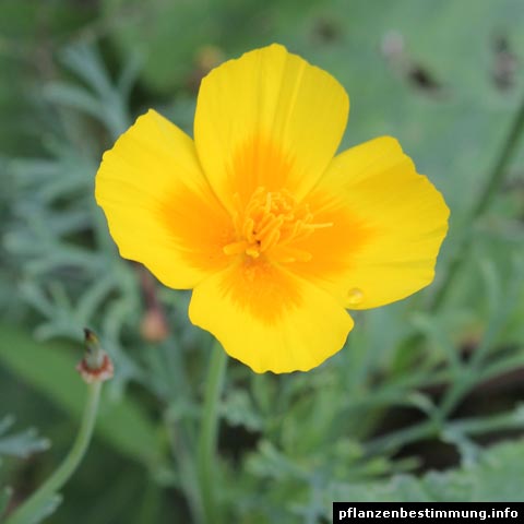 Gelb blühende Pflanzen und Blumen bestimmen