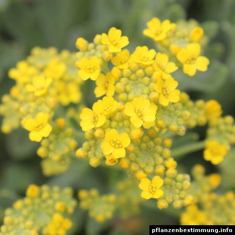 Blumen Bestimmen Gelb