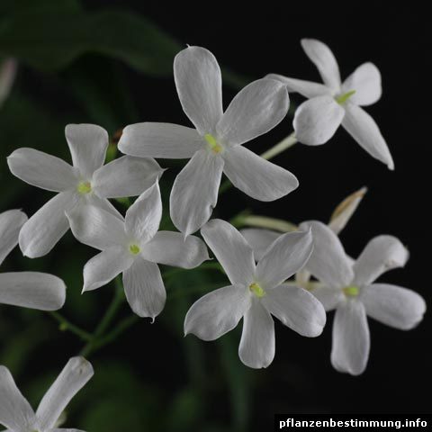 Blumenstrauß weiß - Die qualitativsten Blumenstrauß weiß unter die Lupe genommen