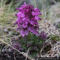 pedicularis verticillata