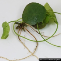 nymphoides aquatica