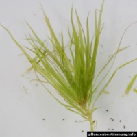 Blyxa japonica