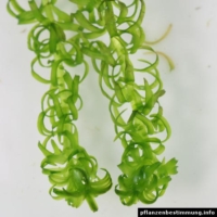 Lagarosiphon major
