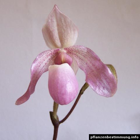 Grüne orchideen - Die qualitativsten Grüne orchideen im Vergleich
